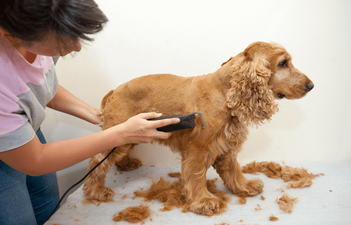 A groomer working on a golden dog’s coat